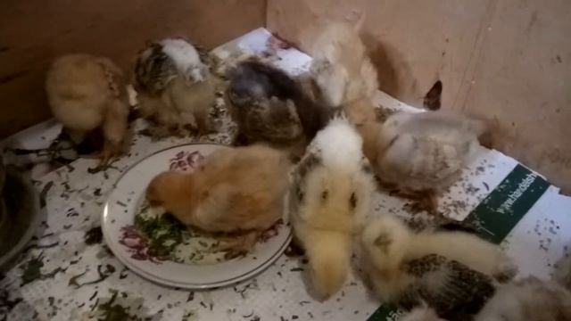 Чем пропаивать цыплят Брама в первые дни смотреть онлайн