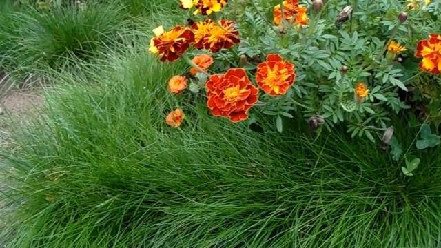 Красивое оформление клумб ? ?Цветник своими руками? смотреть онлайн