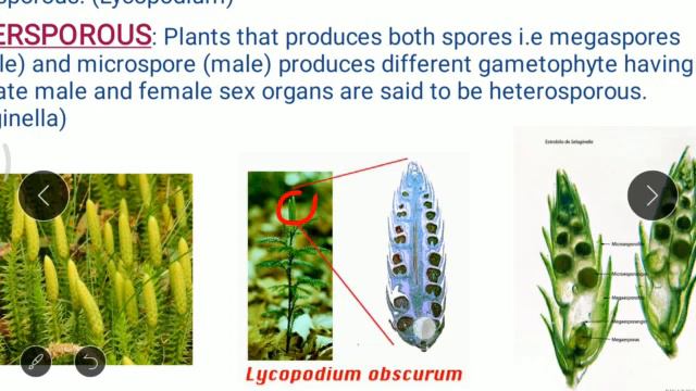 Lecture 12 | Chapter 9 | Lycopsida | Evolution of Leaf | Ma'am Khushboo смотреть онлайн
