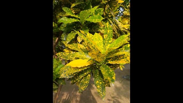 Unboxing and review of Samsung Galaxy M21 | Glass back cover for M21, Back case or cover for M21 смотреть онлайн