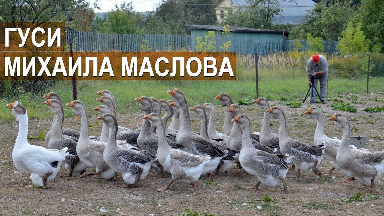 Холмогорские гуси. Птицевод Михаил Маслов смотреть онлайн