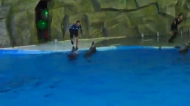 Батумский дельфинарий_002 смотреть онлайн