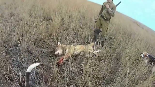 Охота с пегими русским гончими 2017г охот. хозяйство Южный регион смотреть онлайн