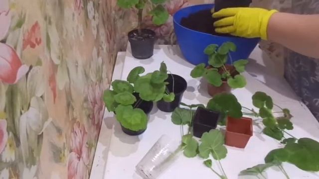 Омоложение пеларгонии, посадка черенков ,полив.