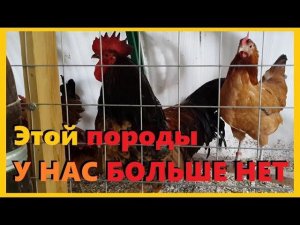 Синь Синь Дянь. Мы отказались от этой породы