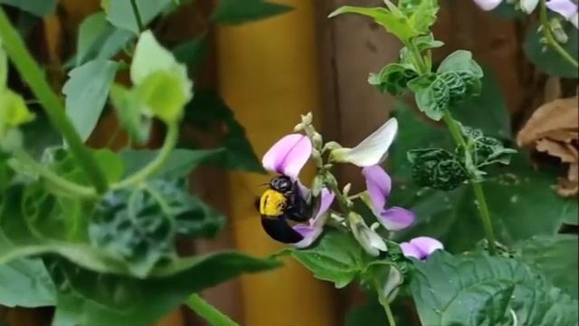 ПИТАТЕЛЬНЫЙ ПОЛИВ ОРХИДЕИ во время цветения КАК ПОЛИТЬ ЦВЕТУЩУЮ ОРХИДЕЮ смотреть онлайн