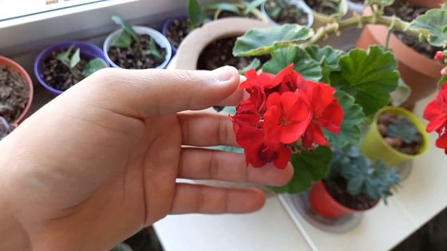 SARDUNYA ÇİÇEĞİ / SARDUNYA BAKIMI / SARDUNYA NASIL ÇOĞALTILIR / SARDUNYA BAKIMINDA PÜF NOKTALAR 🌱