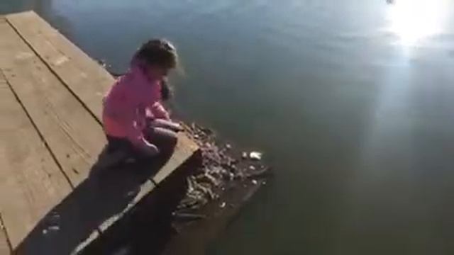 Bound park turtles смотреть онлайн