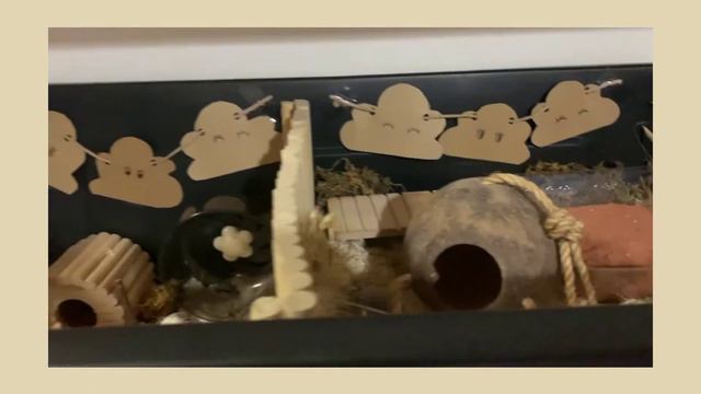 hamster care: cage cleaning, treats, haul ʕ·ᴥ·ʔ смотреть онлайн