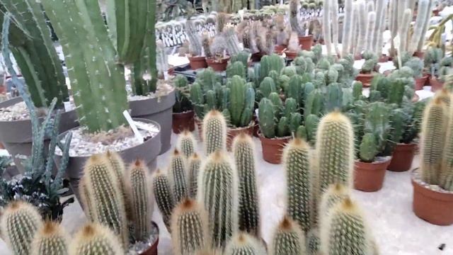 Виды огромных кактусов и их названия.Uhligcacteen. смотреть онлайн