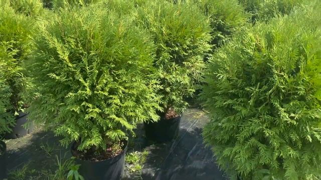 Туя западная "Вудварди" - видеообзор из питомника смотреть онлайн