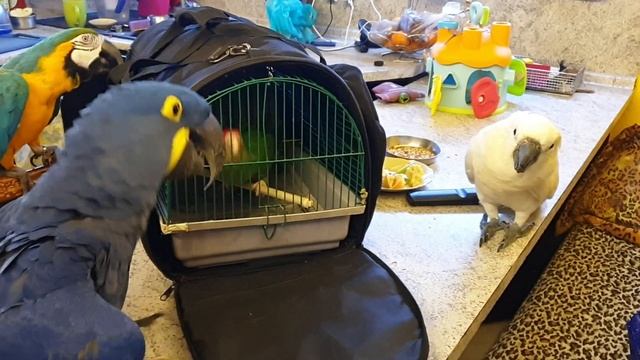 Элвис приехал домой!!!Попугай ара, какаду и Гиацинтовый Ара встречают брата! смотреть онлайн