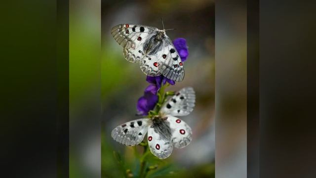 Самба белого мотылька смотреть онлайн