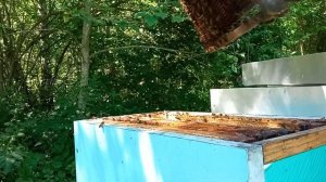 Дачная пасека #72 Отводок на старую матку без расплода часть 1 что будет если так сделать
