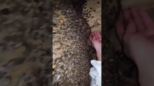 отрываю соты 😅 смотреть онлайн