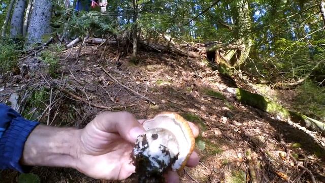 Белые грибы СБОР БЕЛЫХ ГРИБОВ 2018 смотреть онлайн