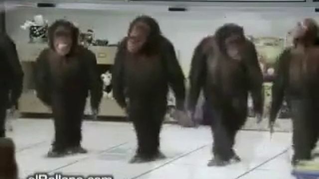 Лучшие приколы про животных.#1 смотреть онлайн