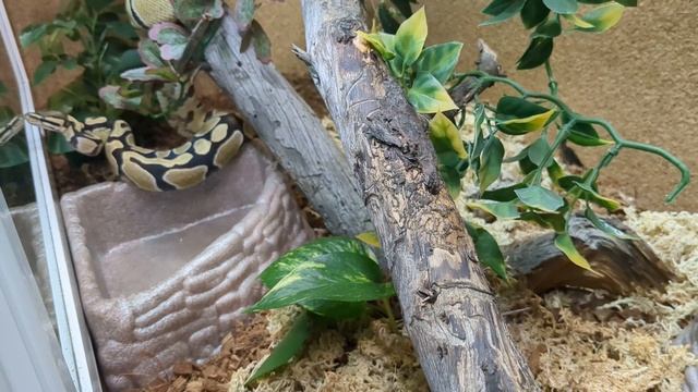 Ball Python Enclosure Size: Thoughts on Exercise and Mental Stimulation for Snakes смотреть онлайн