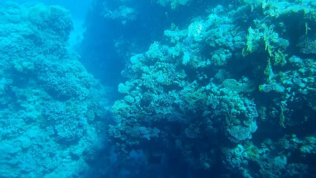 Морской мир смотреть онлайн