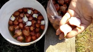 Готовим семейный лук к посадке, как правильно поделить и обрезать семейный лук перед посадкой