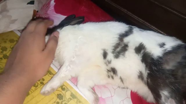 Cute Peter is sleeping ❤️. don't disturb 🤫🤫 смотреть онлайн