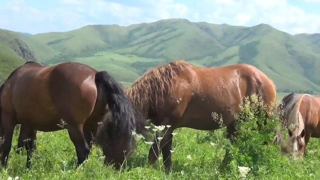 Алтай. Лошади. Природа. смотреть онлайн