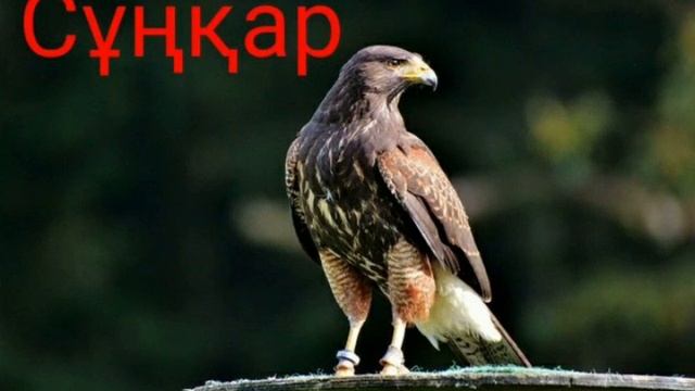 Мұсылман болсаңыз бұл құстардың етін жемеңіз смотреть онлайн