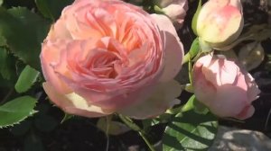 ТОП-10 выносливых немецких РОЗ в моем саду/Коrdes,Tantay,Evers/