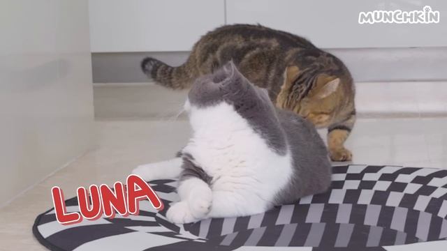 Can Cats Walk On Optical Illusions? смотреть онлайн