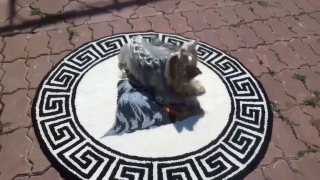 Коврик для маленьких йорочек Буси и Адельки! Ковровая техника. смотреть онлайн