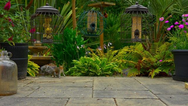 Cat TV For Cats To Watch ? Shy Birds & Persistent Squirrels ?️?️ Videos For Cats 4K HDR