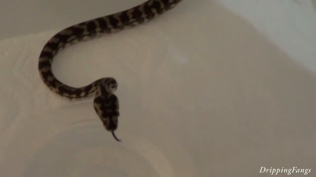 Some Of My Favorite Carpet Pythons As Babies смотреть онлайн