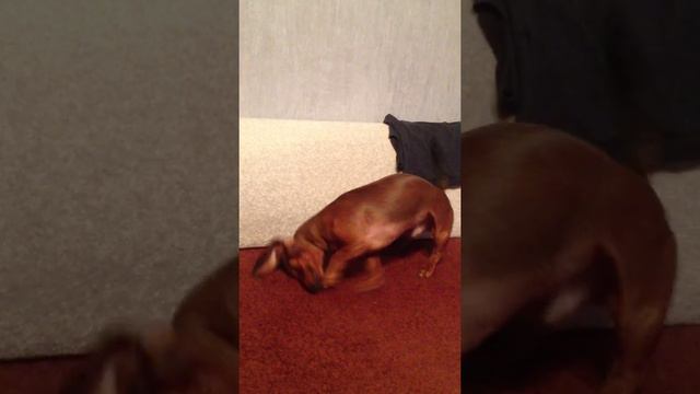 такса "работает" на диване:) / dachshund digger смотреть онлайн