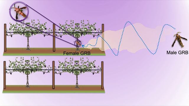 Control for Grape Root Borer in Southeastern Vineyards смотреть онлайн