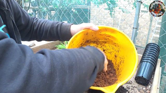 Removing And Potting Soft Cane Dendrobium Orchid Keikis смотреть онлайн