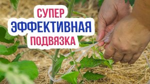 Как правильно подвязывать помидоры - 5 эффективных способов. Способы подвязки томатов