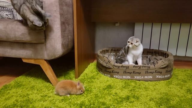 Крольчонок просит ласки и не понимает почему Кошка его боится и убегает. смотреть онлайн