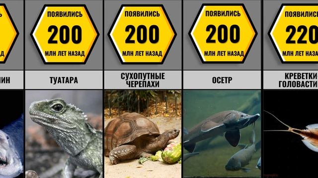 Самые Древние Животные смотреть онлайн