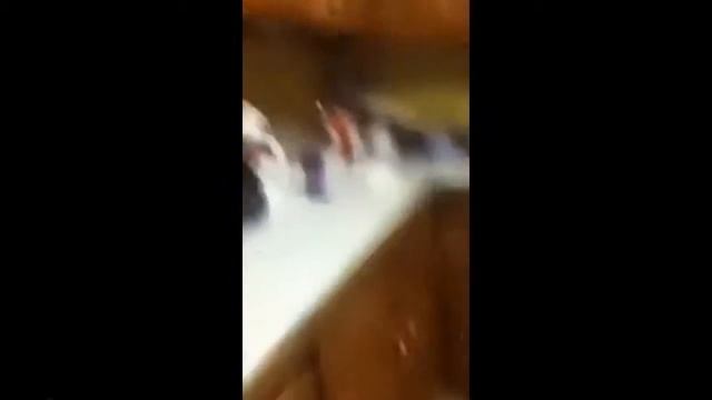 Коты против электроприборов. Кошки шугаются!!! смотреть онлайн