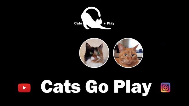 Коты и кошки идут играть - CatsGoPlay смотреть онлайн