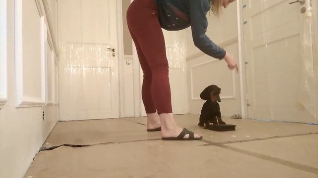 Дрессировка таксы, Зевс (4 мес) 14 день занятий. Dachshund puppy, 4 months, 14 days of training. смотреть онлайн