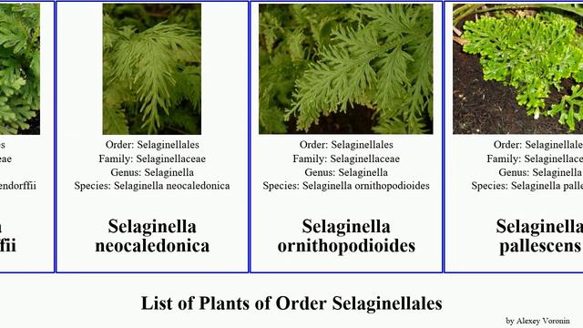 List Of Plants Of Order Selaginellales Spikemoss Club Northern Fan Stone Flower Sand Desert Mesa