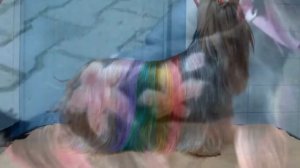 Как подстричь Йорка. Стрижки для йорков.