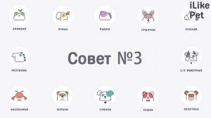4 совета, как помочь морской свинке адаптироваться в новом доме
