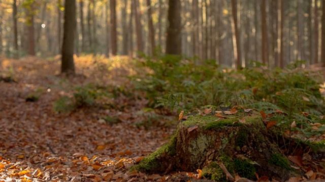 Расслабляющая музыка со звуками природы и частотой Сольфеджио 528Hz