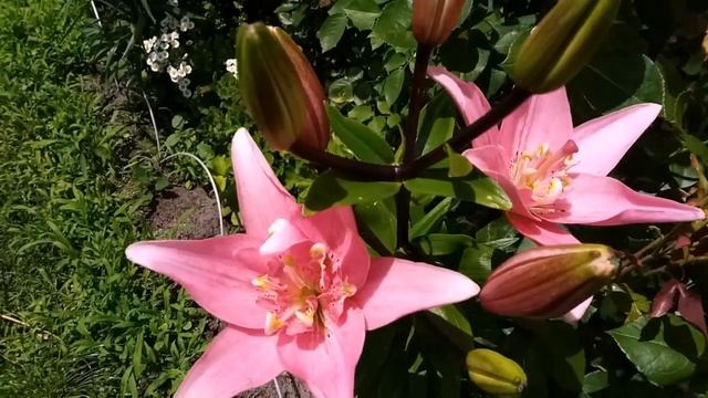 Лилии в моём саду. смотреть онлайн