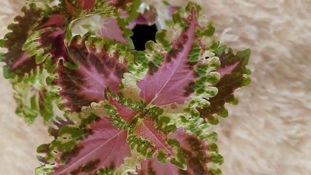 Колеус Norris смотреть онлайн