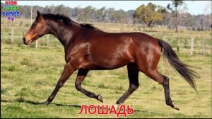 На Русском языке Животные для малышей Домашние животные