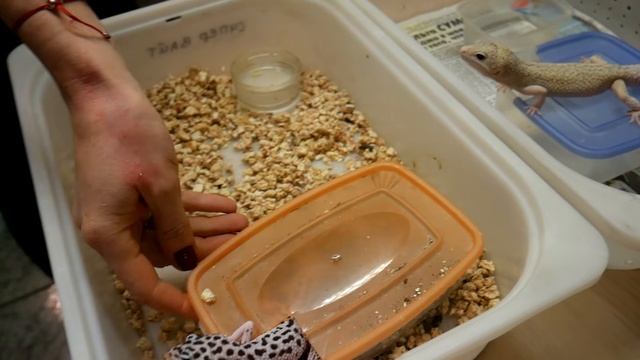 ВАША ПЕРВАЯ ЯЩЕРИЦА: Содержание эублефаров в садках