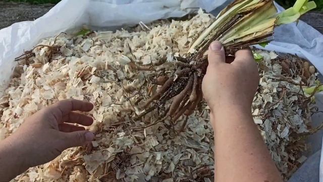 Сад Ворошиловой. ПИОНЫ и ЛИЛЕЙНИКИ. Обзор посылки #обзор #распаковка смотреть онлайн